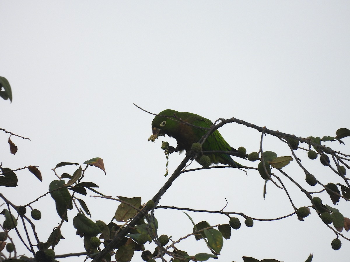 Olive-throated Parakeet - ML615848221