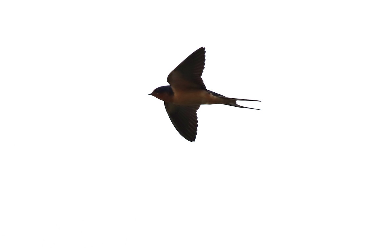 Barn Swallow - ML615848375