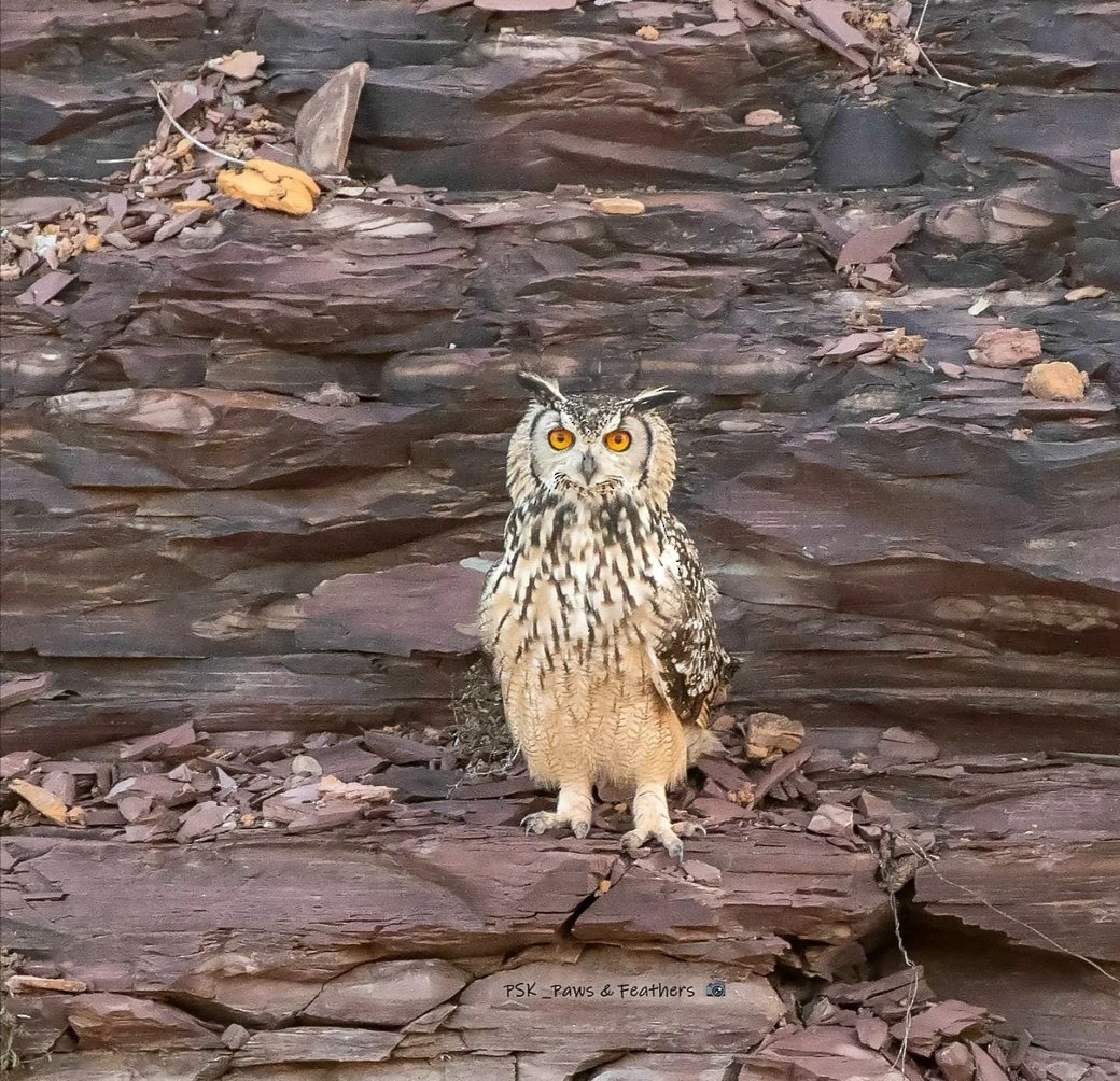 Rock Eagle-Owl - ML615848563