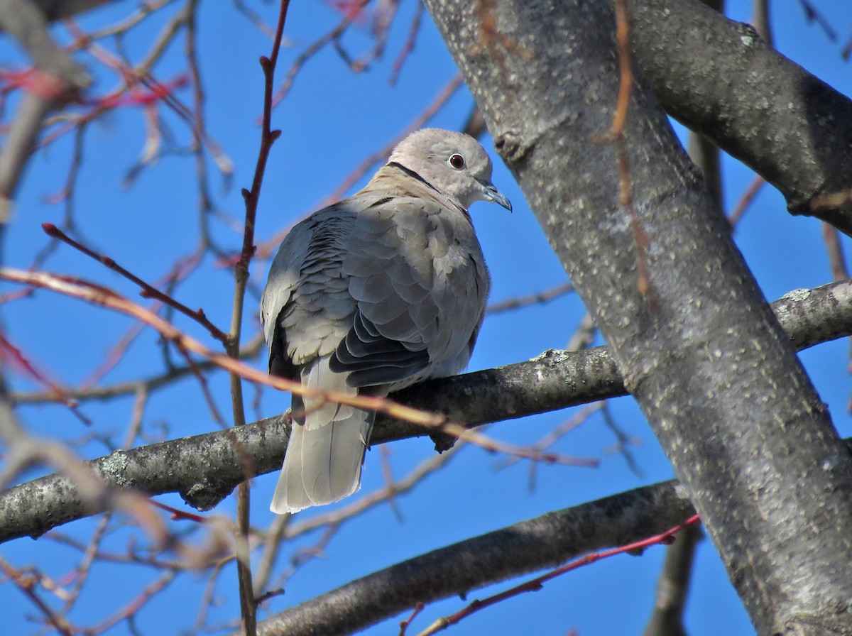 Wisconsin eBird Checklist - 9 Mar 2024 - Sheboygan Marina - 15 species