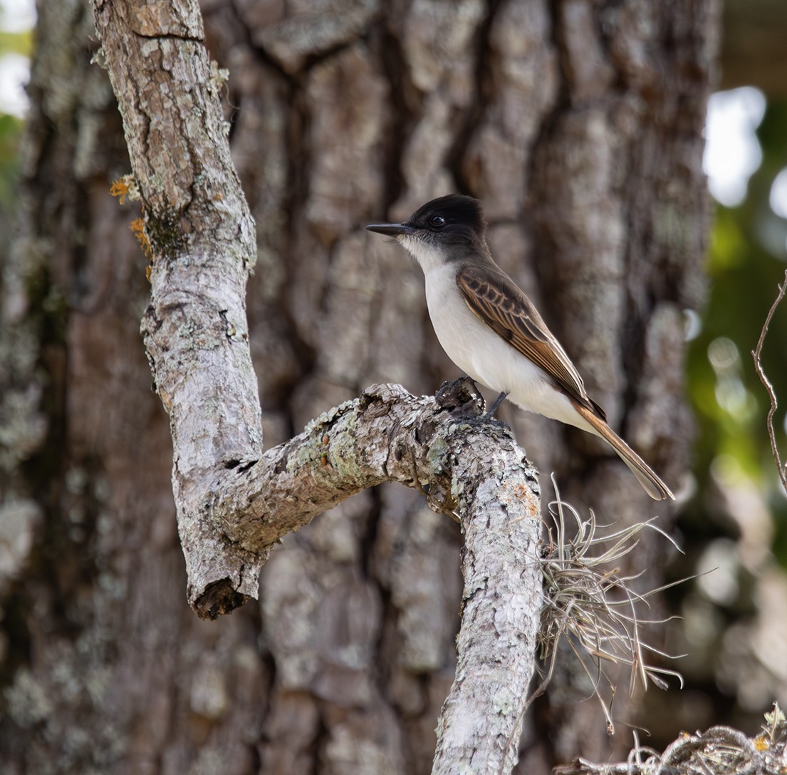 Loggerhead Kingbird (Hispaniolan) - ML615848596