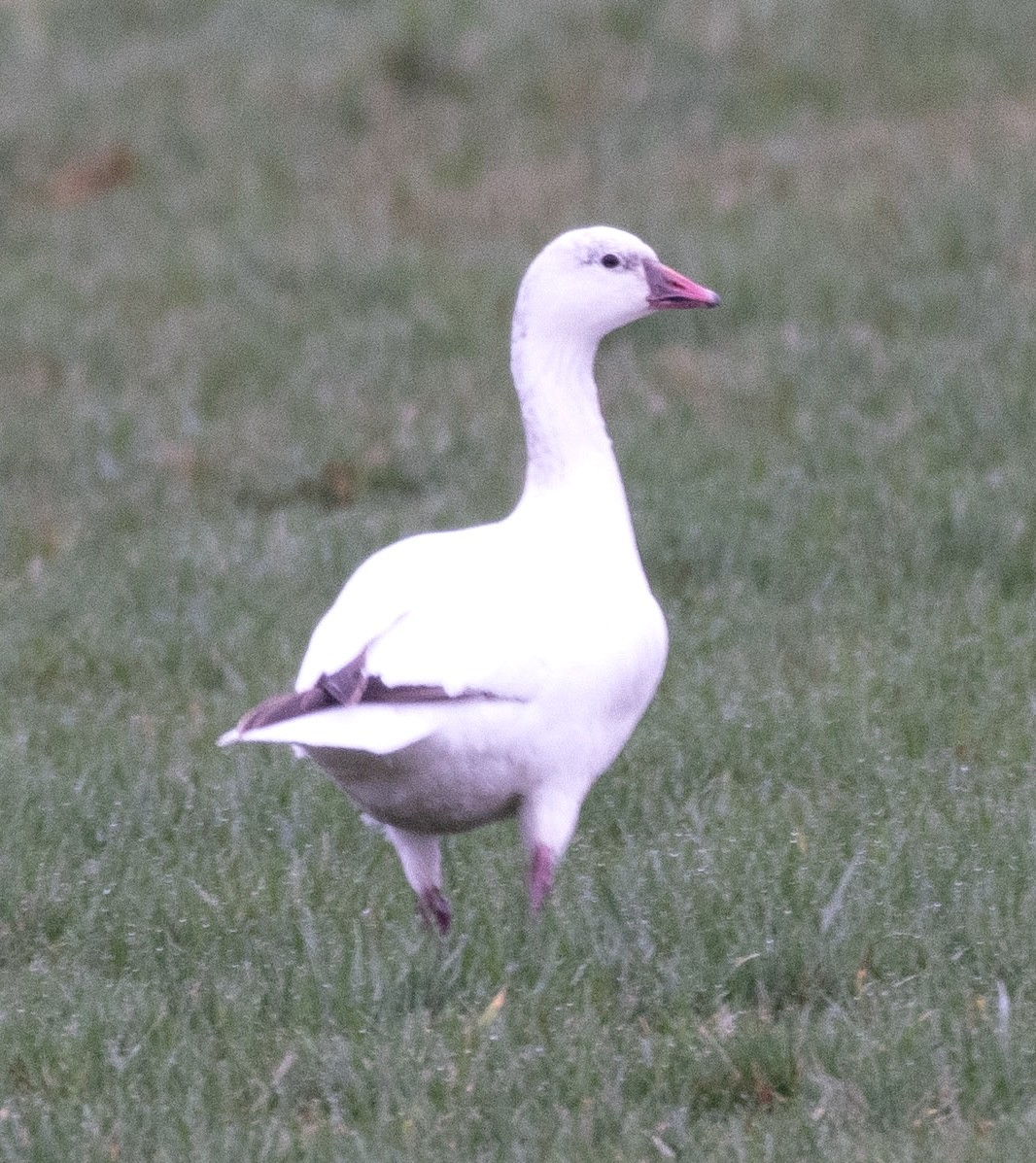 Snow x Ross's Goose (hybrid) - ML615848644