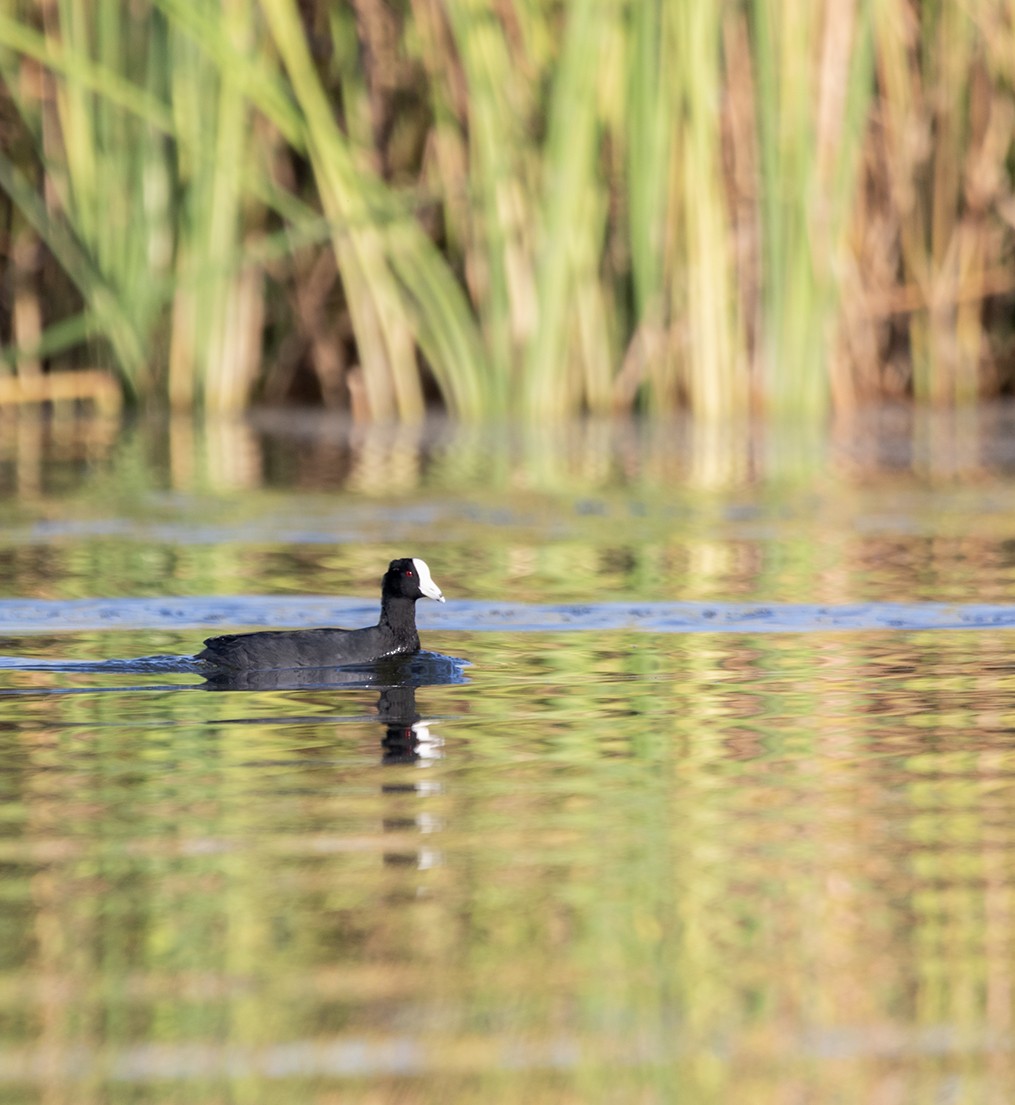 American Coot (White-shielded) - ML615848647