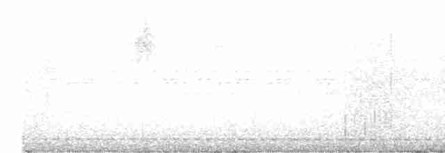 Рораймская совка [группа napensis] - ML615848788