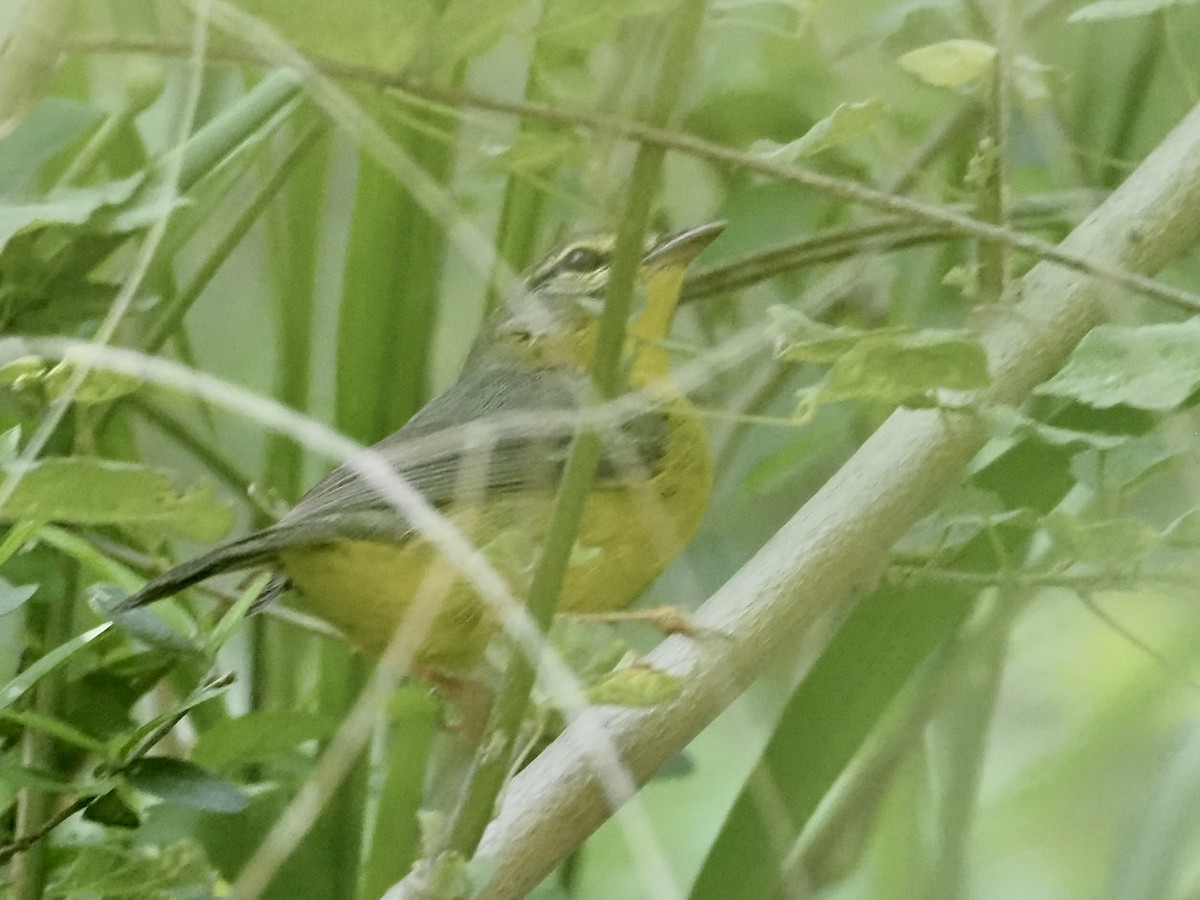 Golden-crowned Warbler - ML615848970