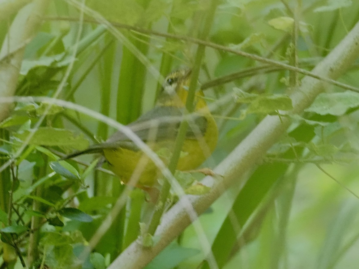 Golden-crowned Warbler - Sarah Preston