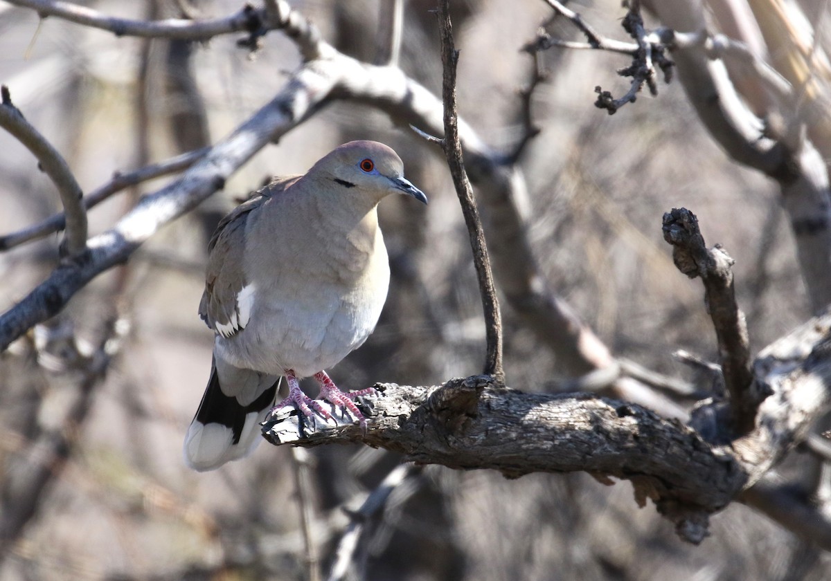 White-winged Dove - ML615849008