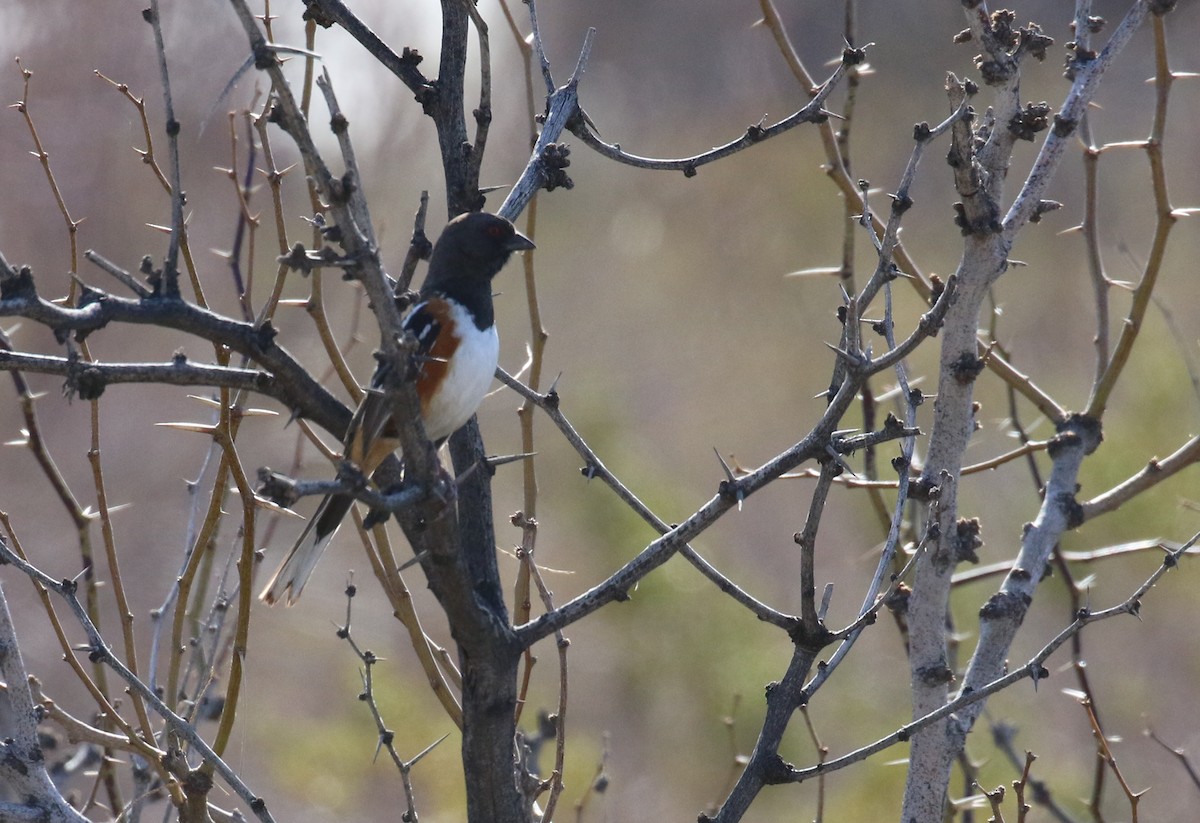 Spotted Towhee - ML615849036