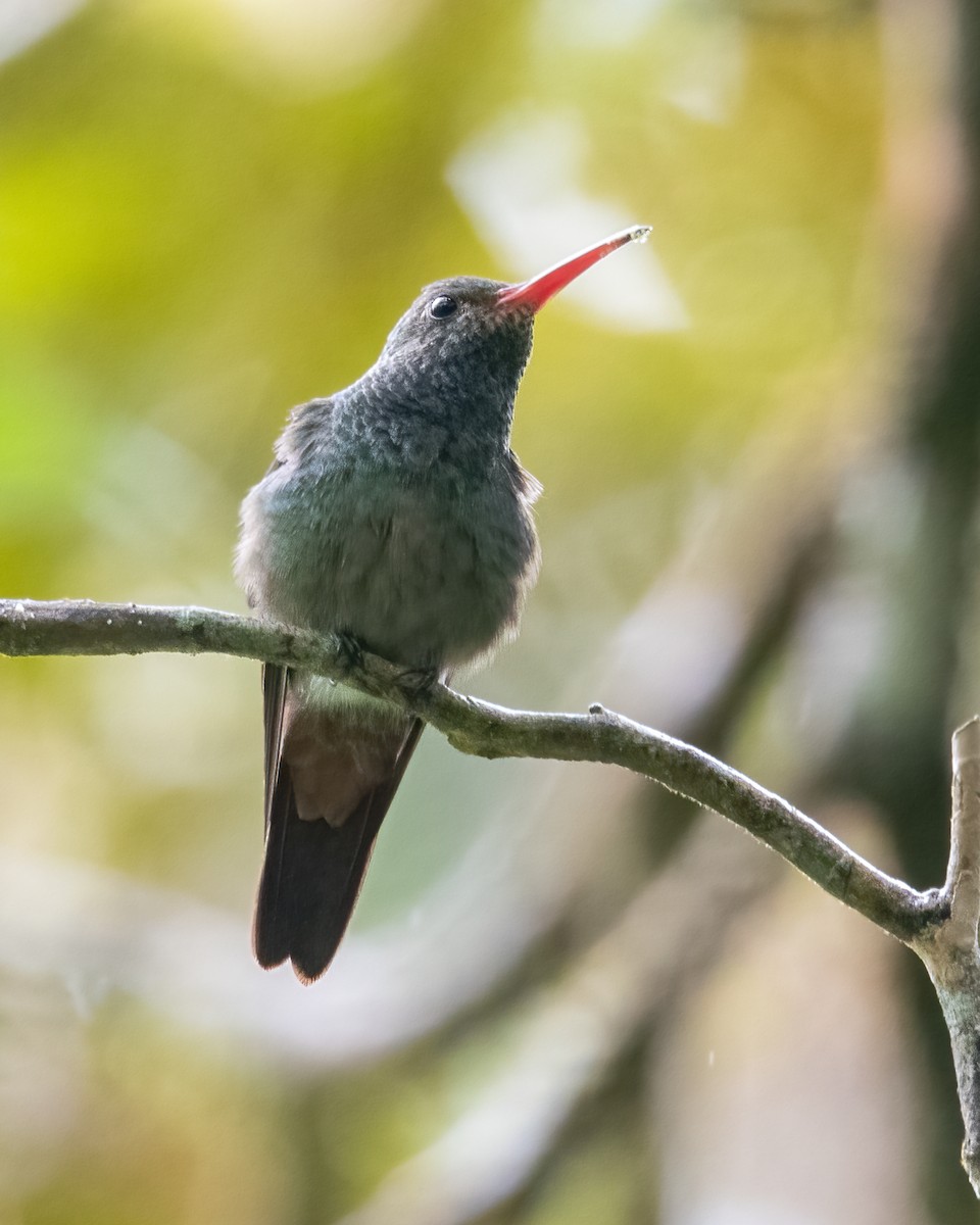 Rufous-tailed Hummingbird - Kathy Hicks