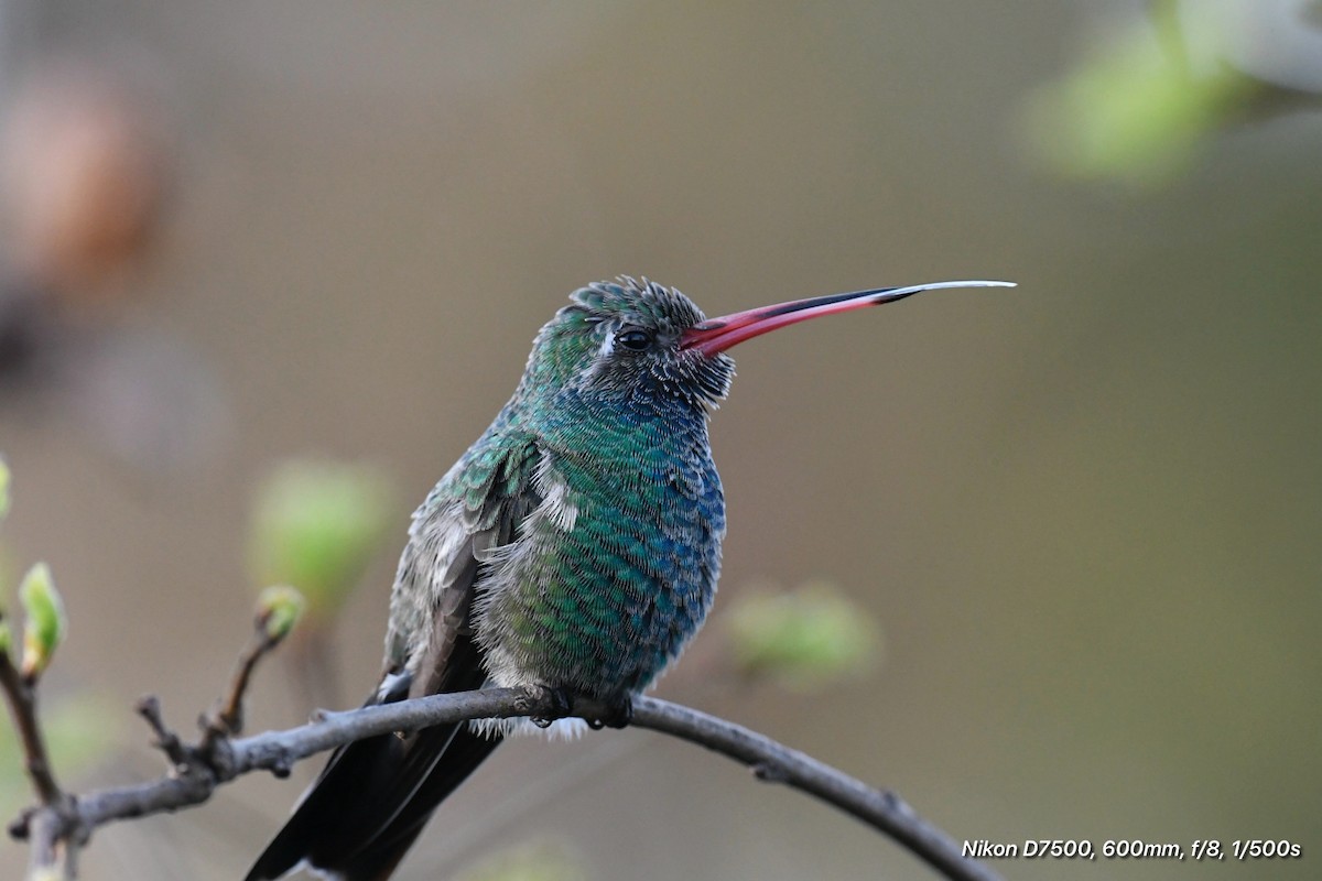 Broad-billed Hummingbird - ML615849195