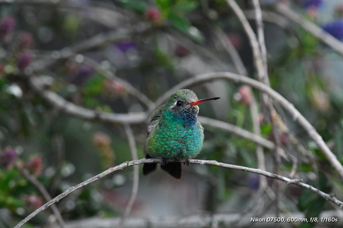 Broad-billed Hummingbird - ML615849198