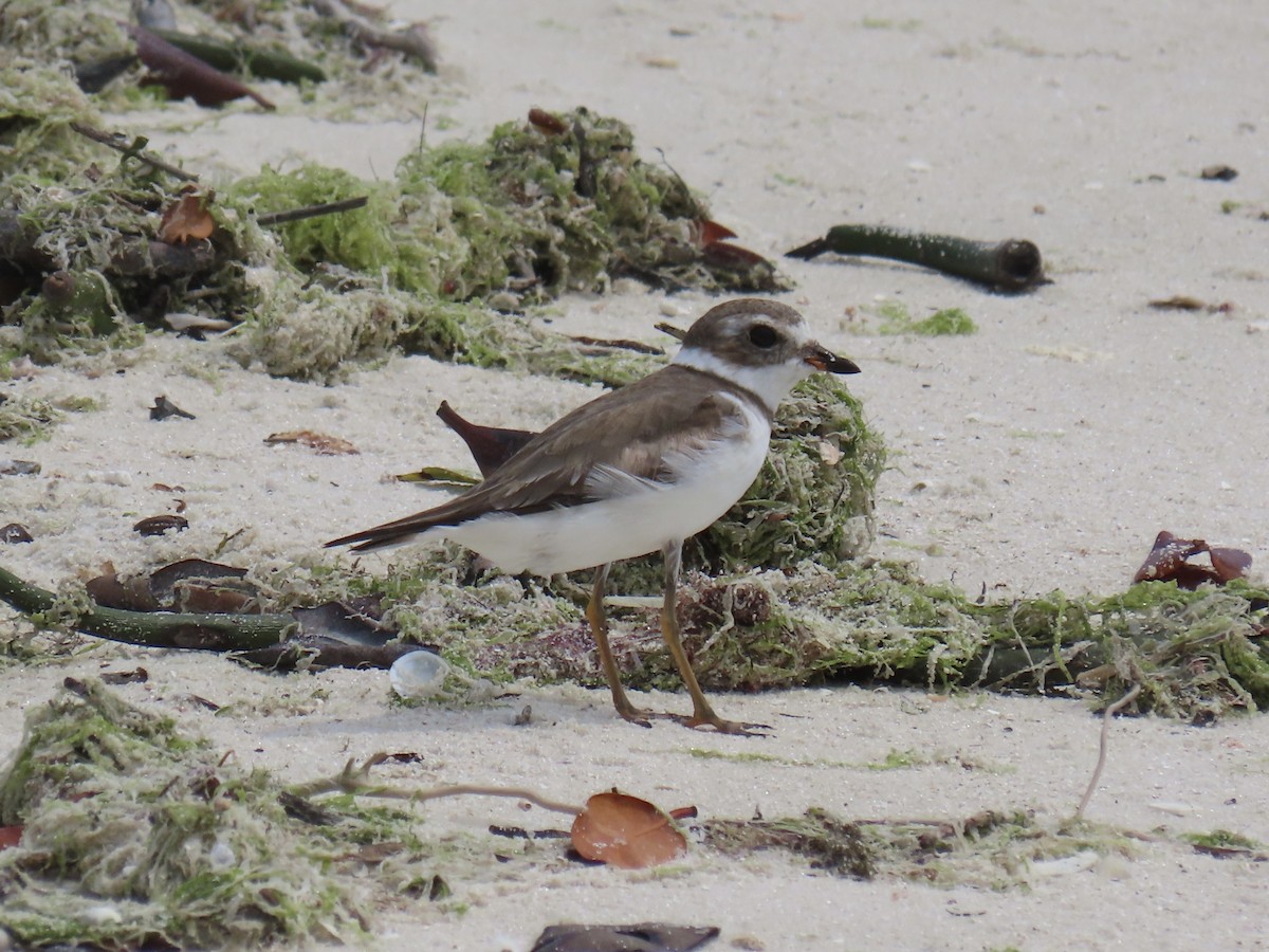 Semipalmated Plover - ML615849249