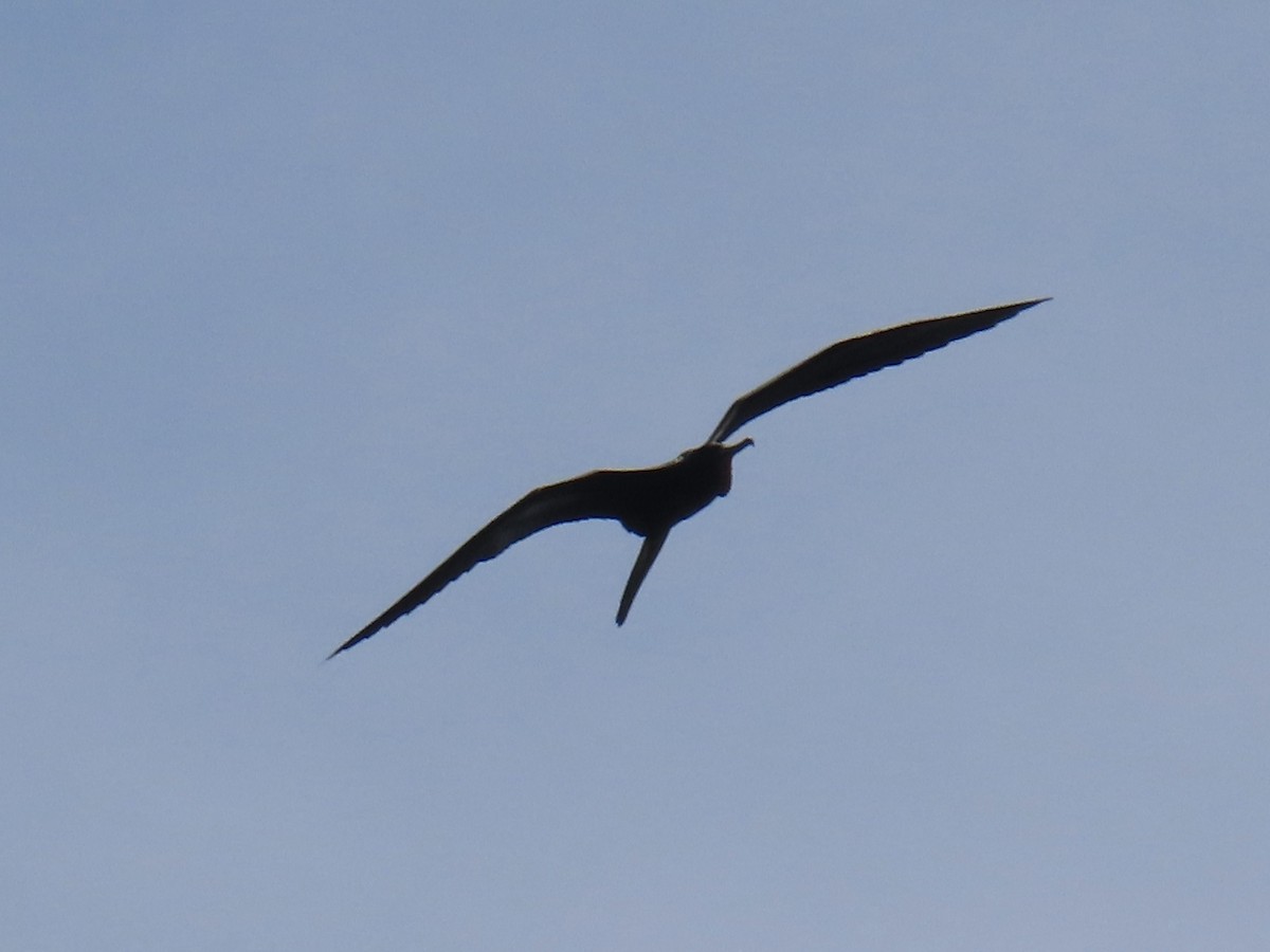 Magnificent Frigatebird - ML615849297