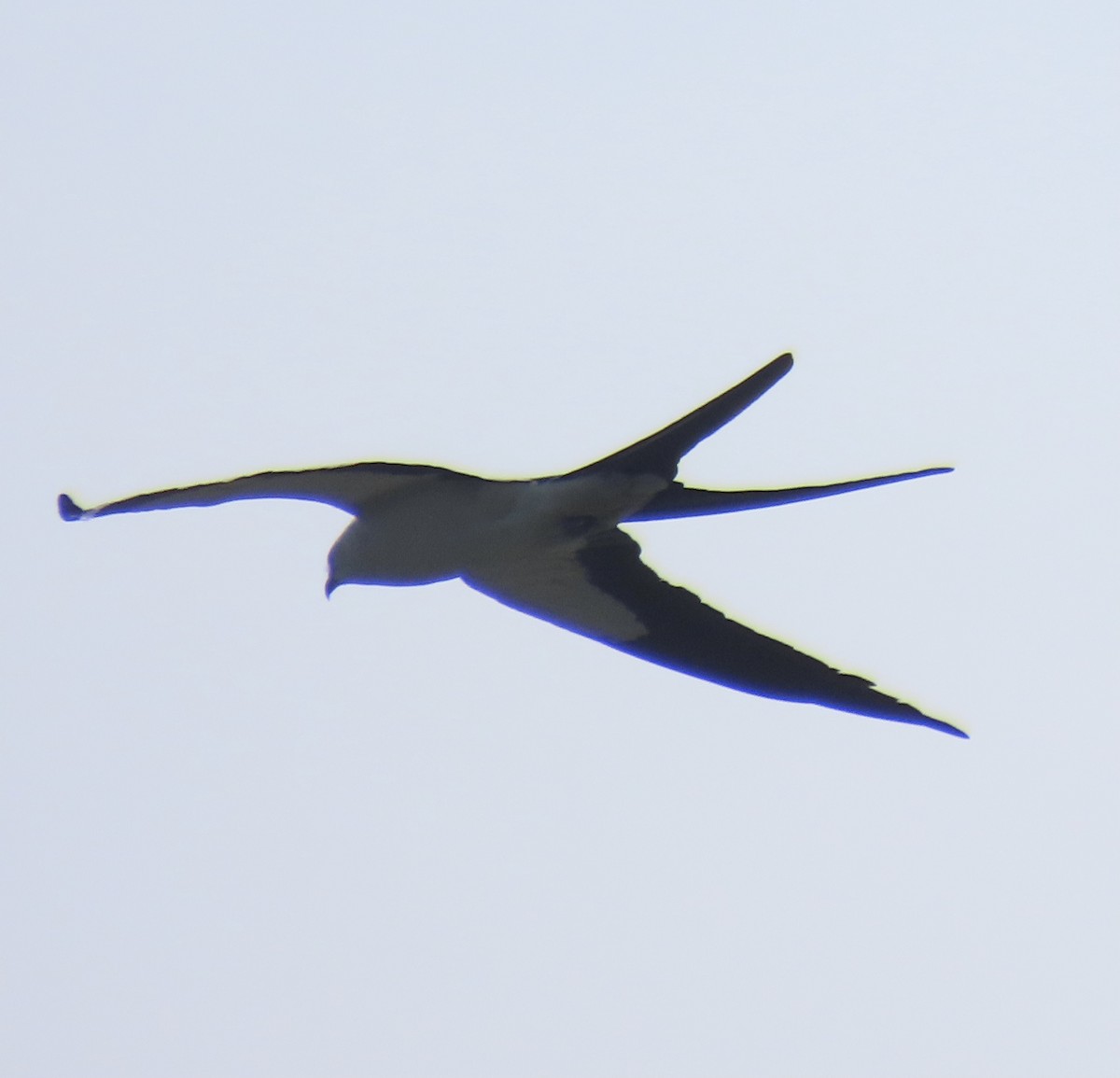 Swallow-tailed Kite - ML615849313