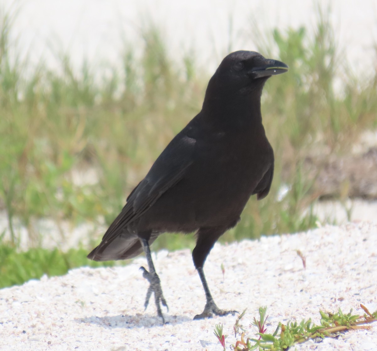American Crow - ML615849321