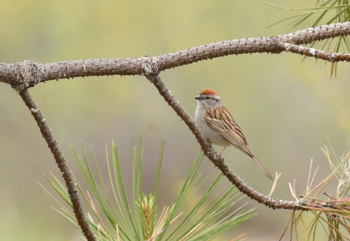 Chipping Sparrow - ML615849327