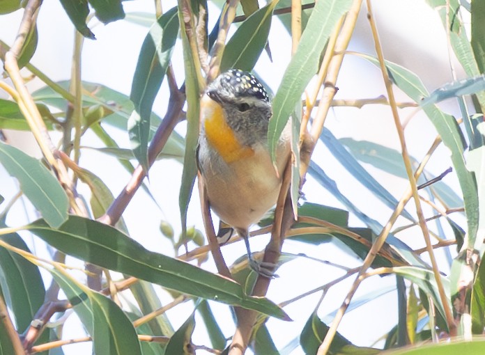 Spotted Pardalote - Tom Dougherty