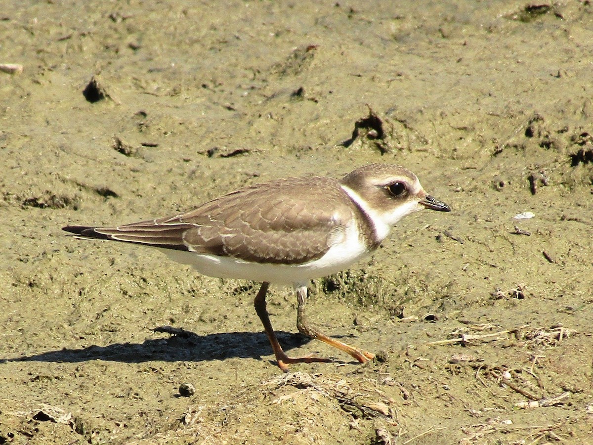 Semipalmated Plover - ML615849896