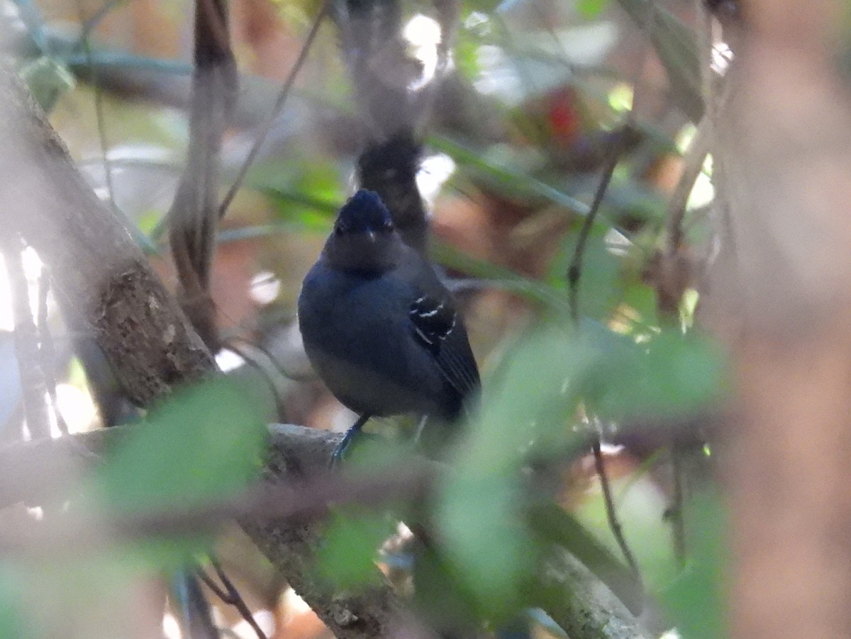 Black-headed Antbird (Hellmayr's) - ML615850319