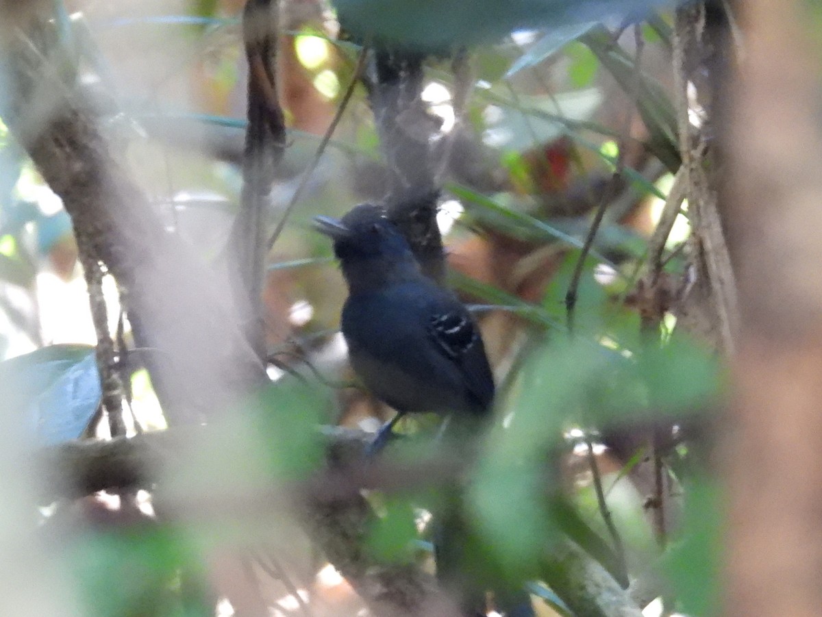 Black-headed Antbird (Hellmayr's) - ML615850320