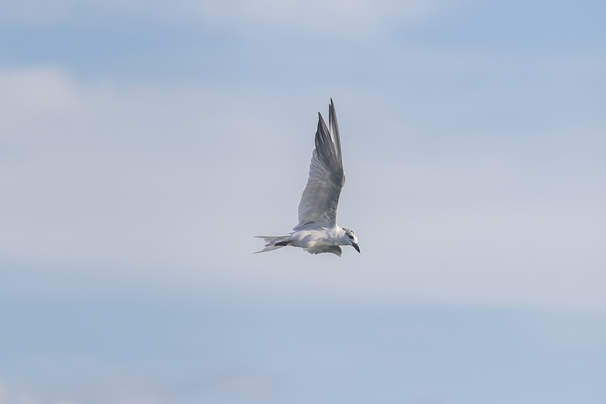Gull-billed Tern - ML615850395