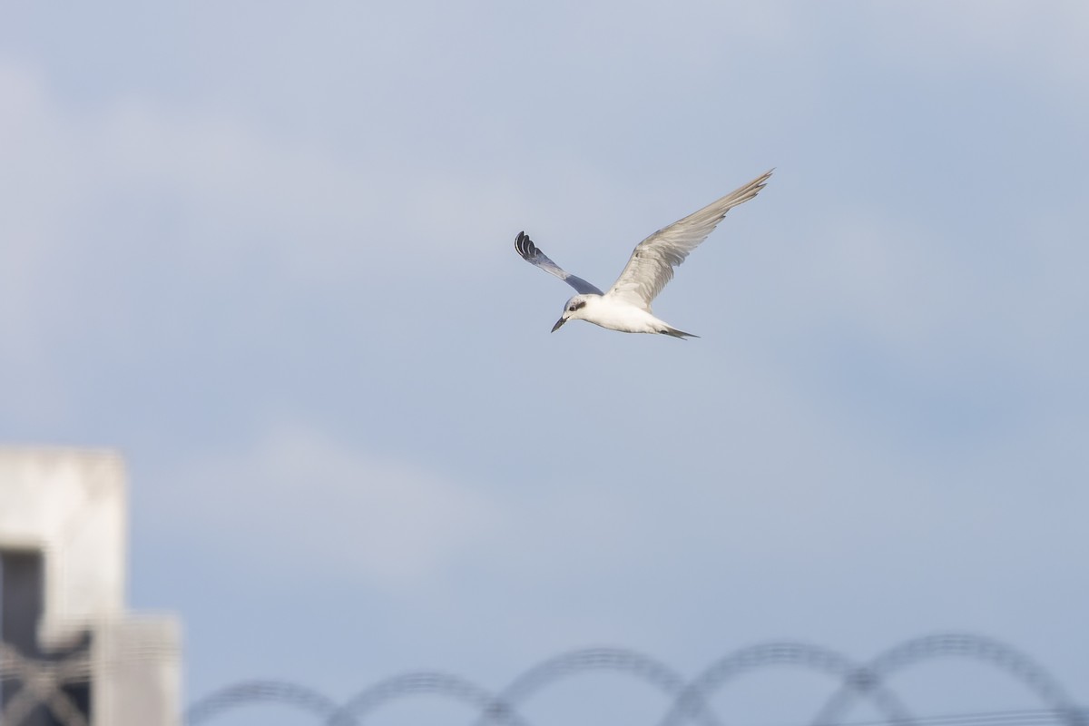 Gull-billed Tern - ML615850398