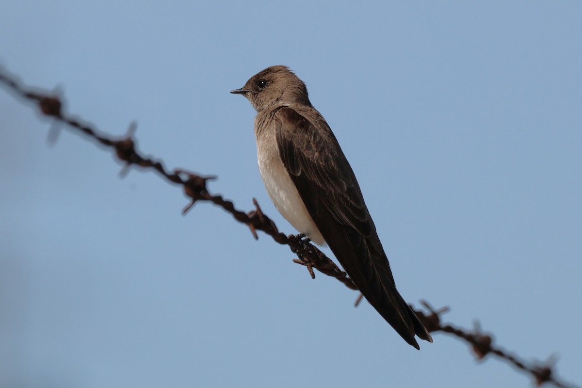 Northern Rough-winged Swallow - ML615850468