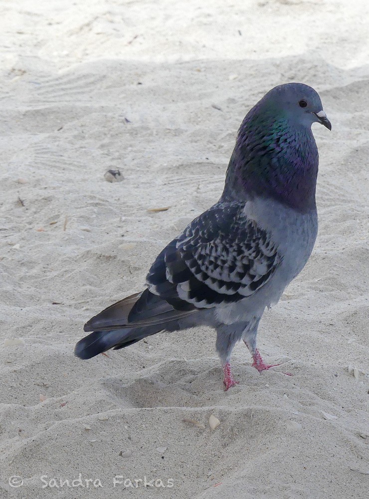 Rock Pigeon (Feral Pigeon) - ML615850531