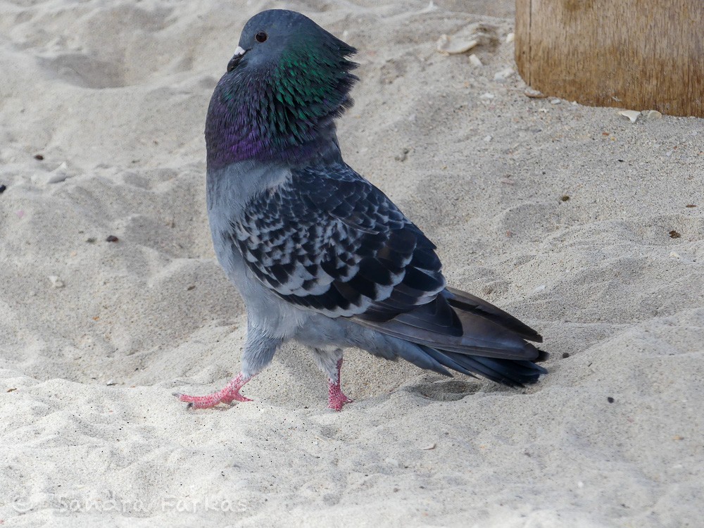 Rock Pigeon (Feral Pigeon) - ML615850532