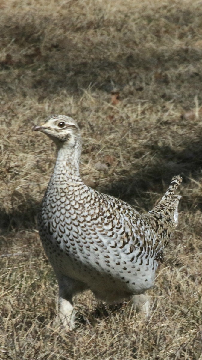 Sharp-tailed Grouse - Susan Hovde