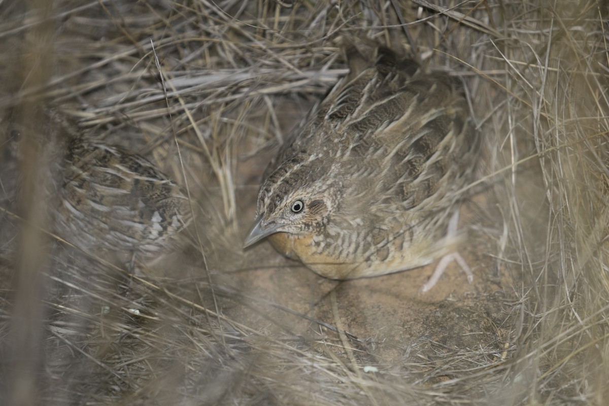 Red-chested Buttonquail - ML615850796
