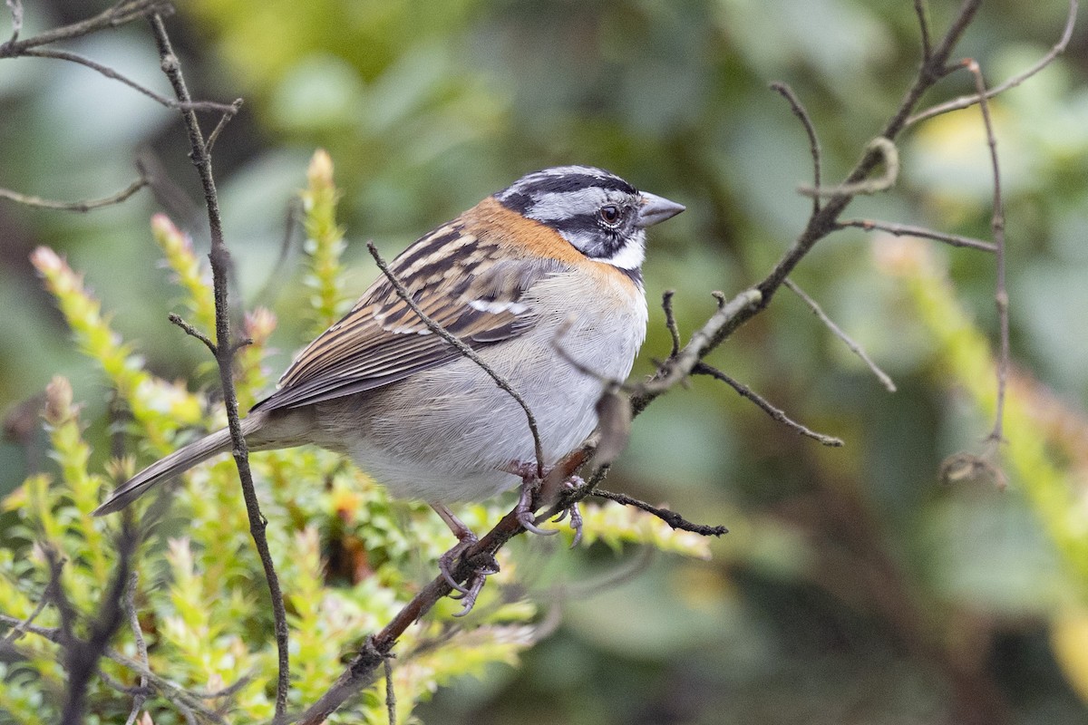 Rufous-collared Sparrow - ML615850797