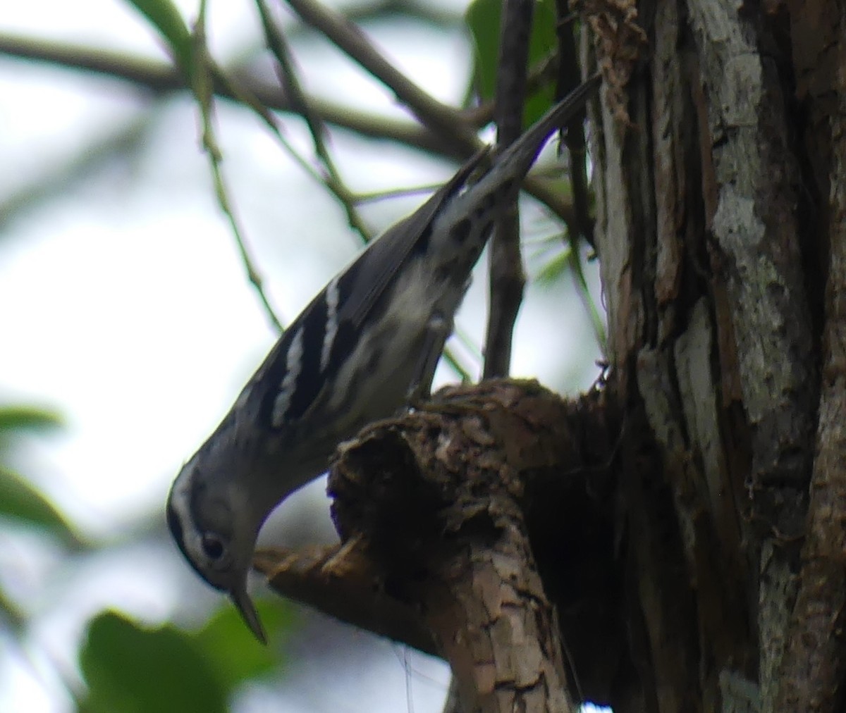 Black-and-white Warbler - L.E. Quinlan