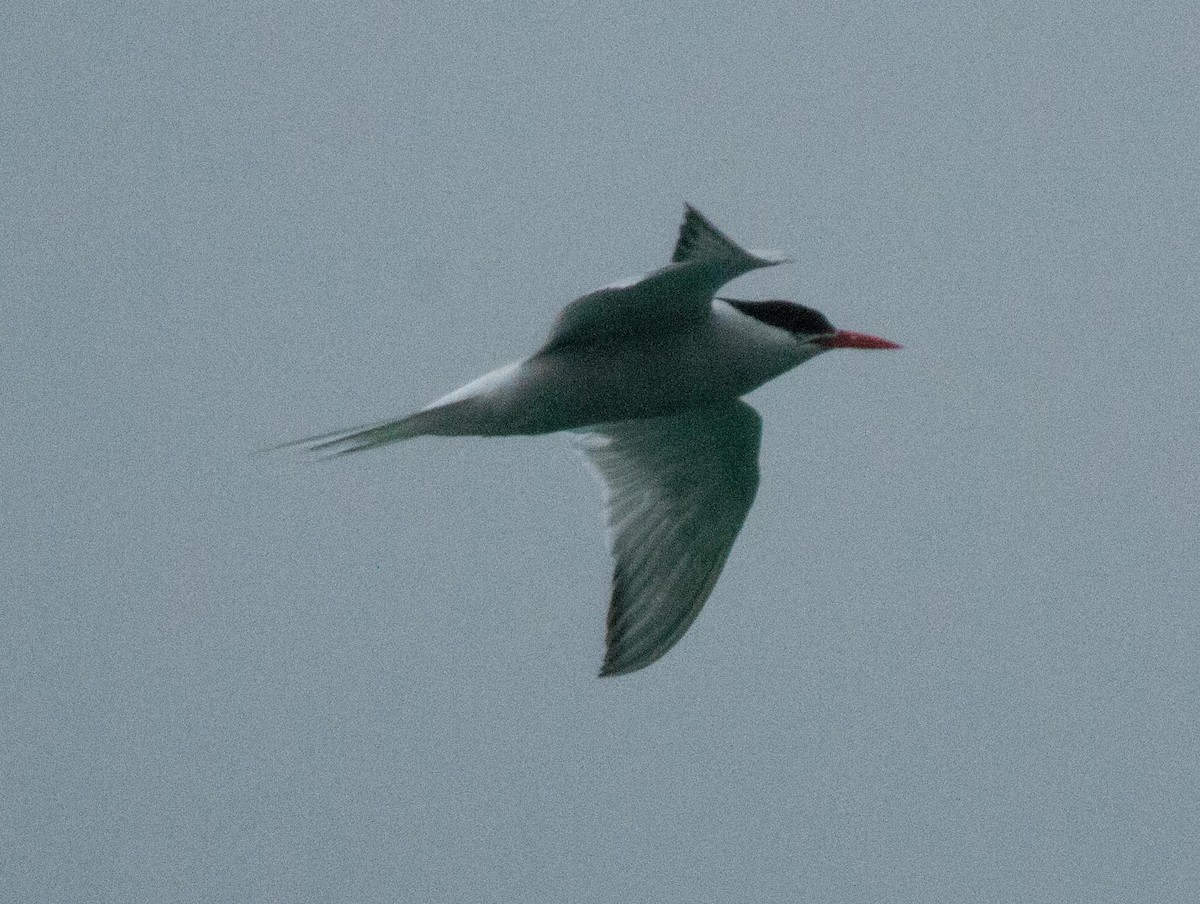 South American Tern - ML615851048