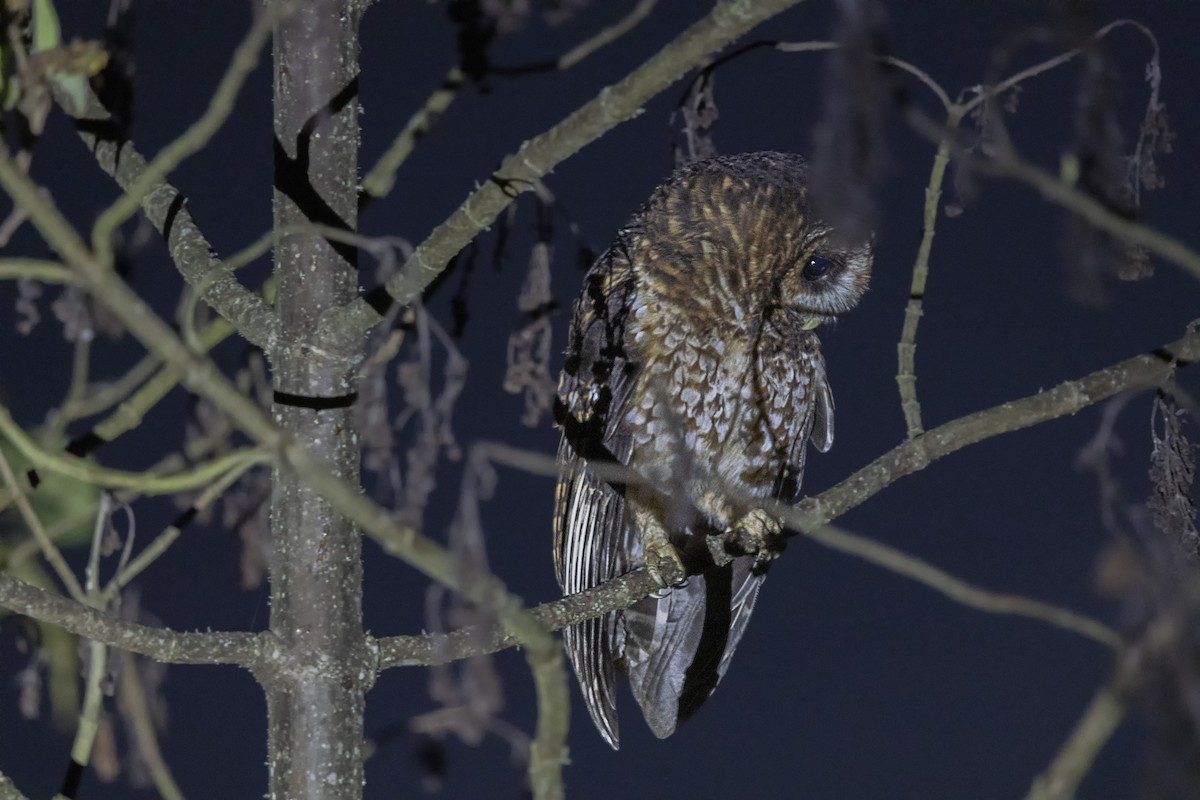 Rufous-banded Owl - ML615851065