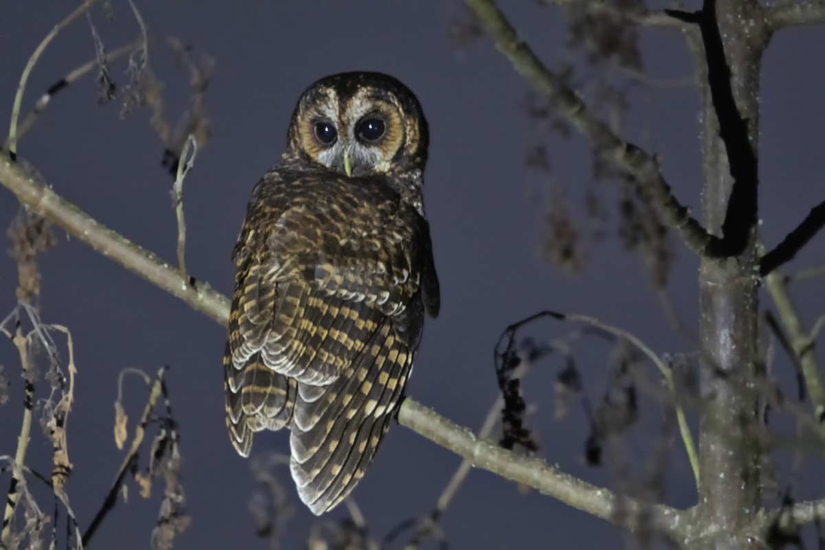 Rufous-banded Owl - ML615851066