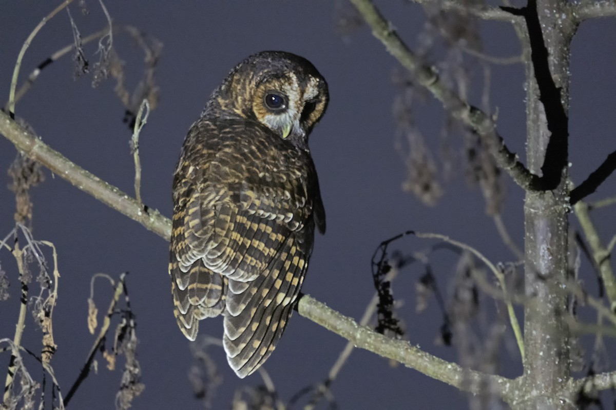 Rufous-banded Owl - ML615851068