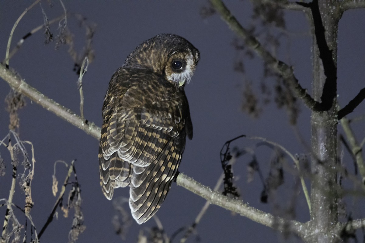 Rufous-banded Owl - ML615851069