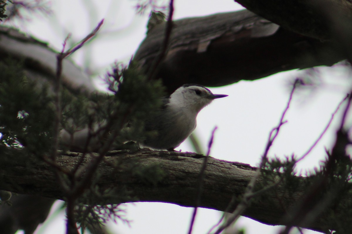 White-breasted Nuthatch (Interior West) - ML615851309