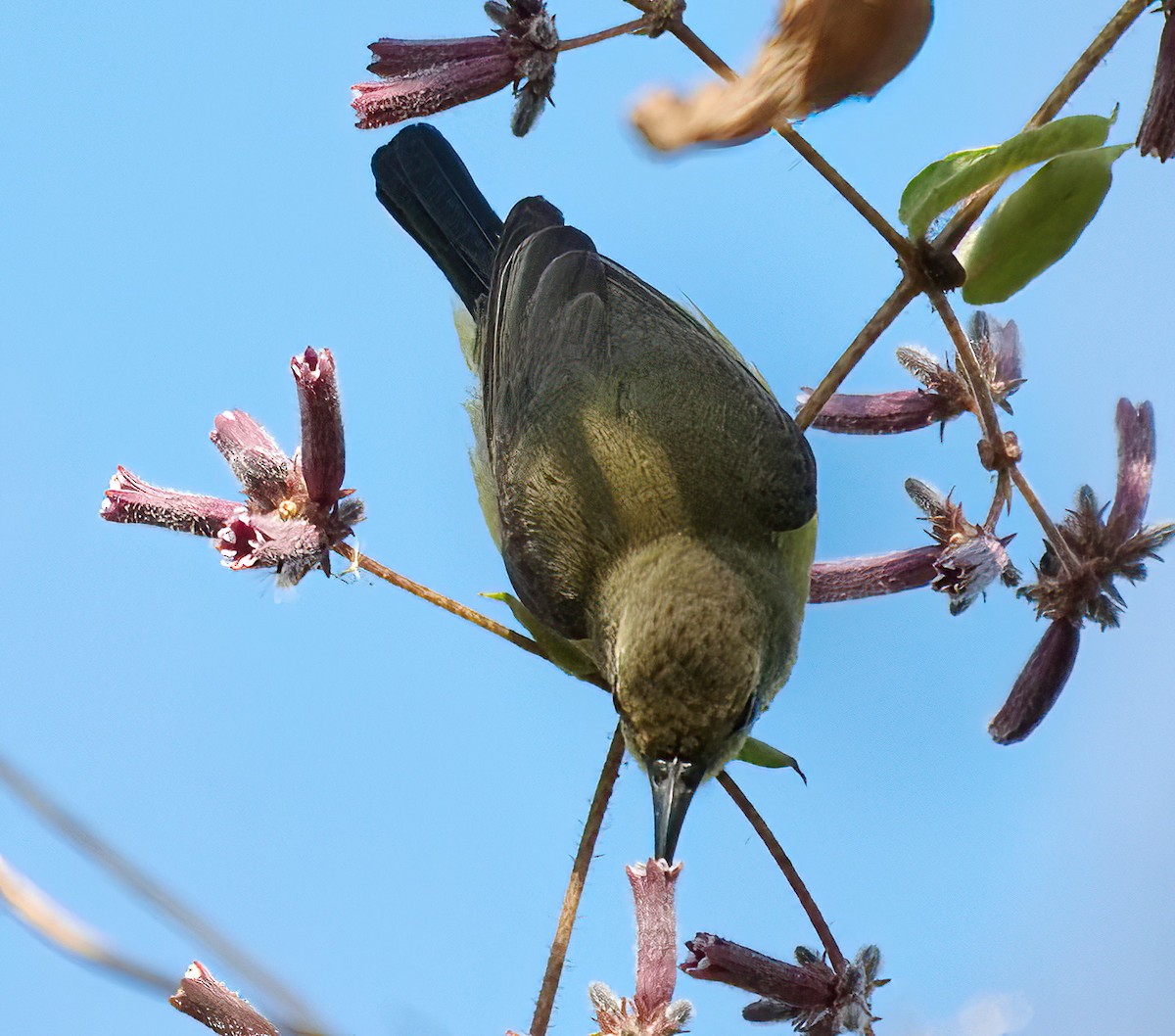 Ornate Sunbird - DAB DAB