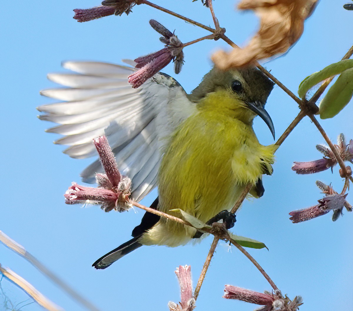 Ornate Sunbird - DAB DAB