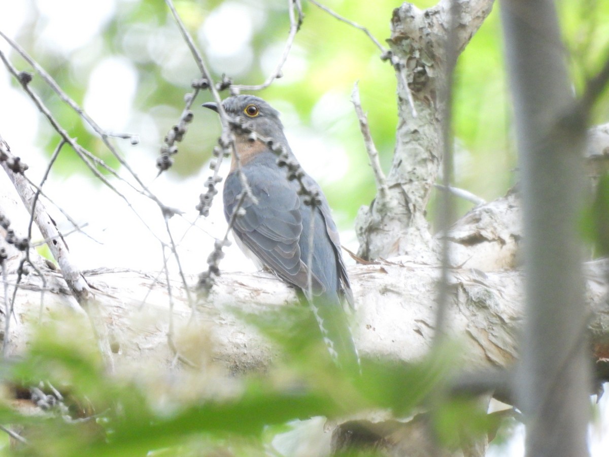 Fan-tailed Cuckoo - ML615851561