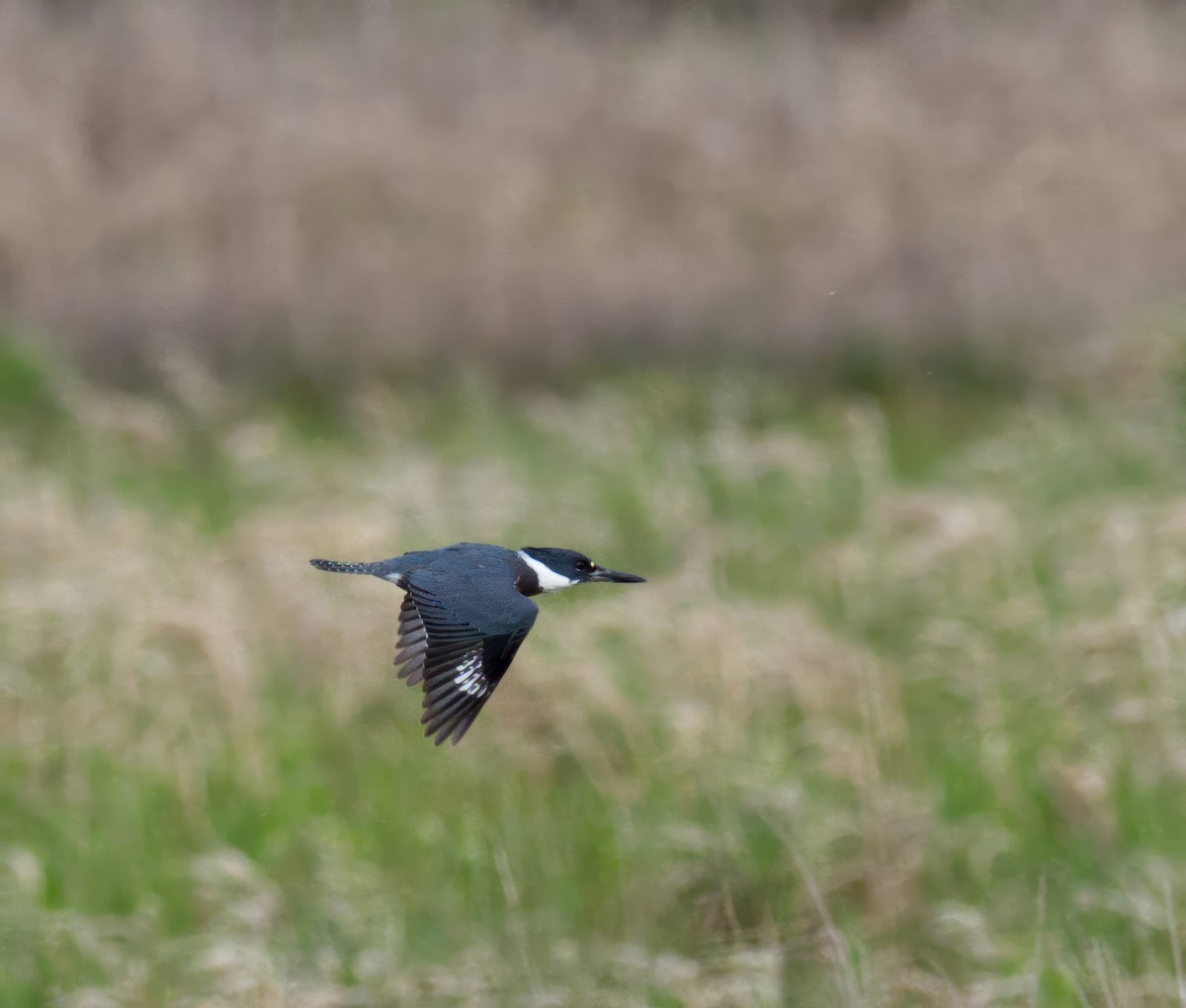 Belted Kingfisher - ML615851564