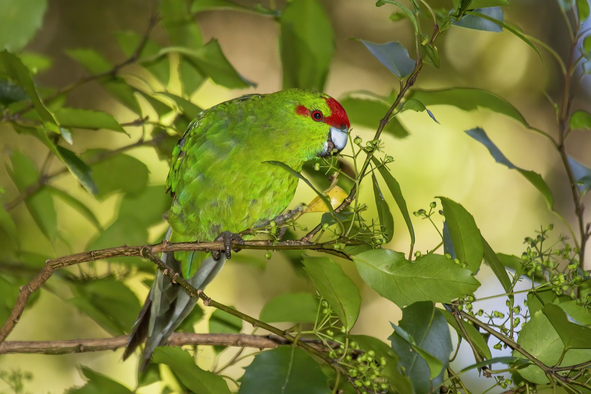 Red-crowned Parakeet - ML615851568