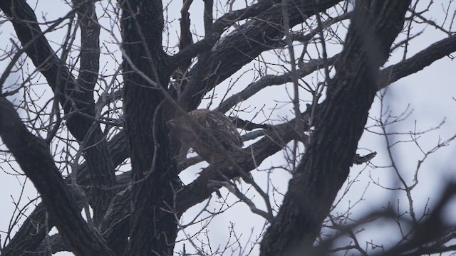 Great Horned Owl - ML615851645