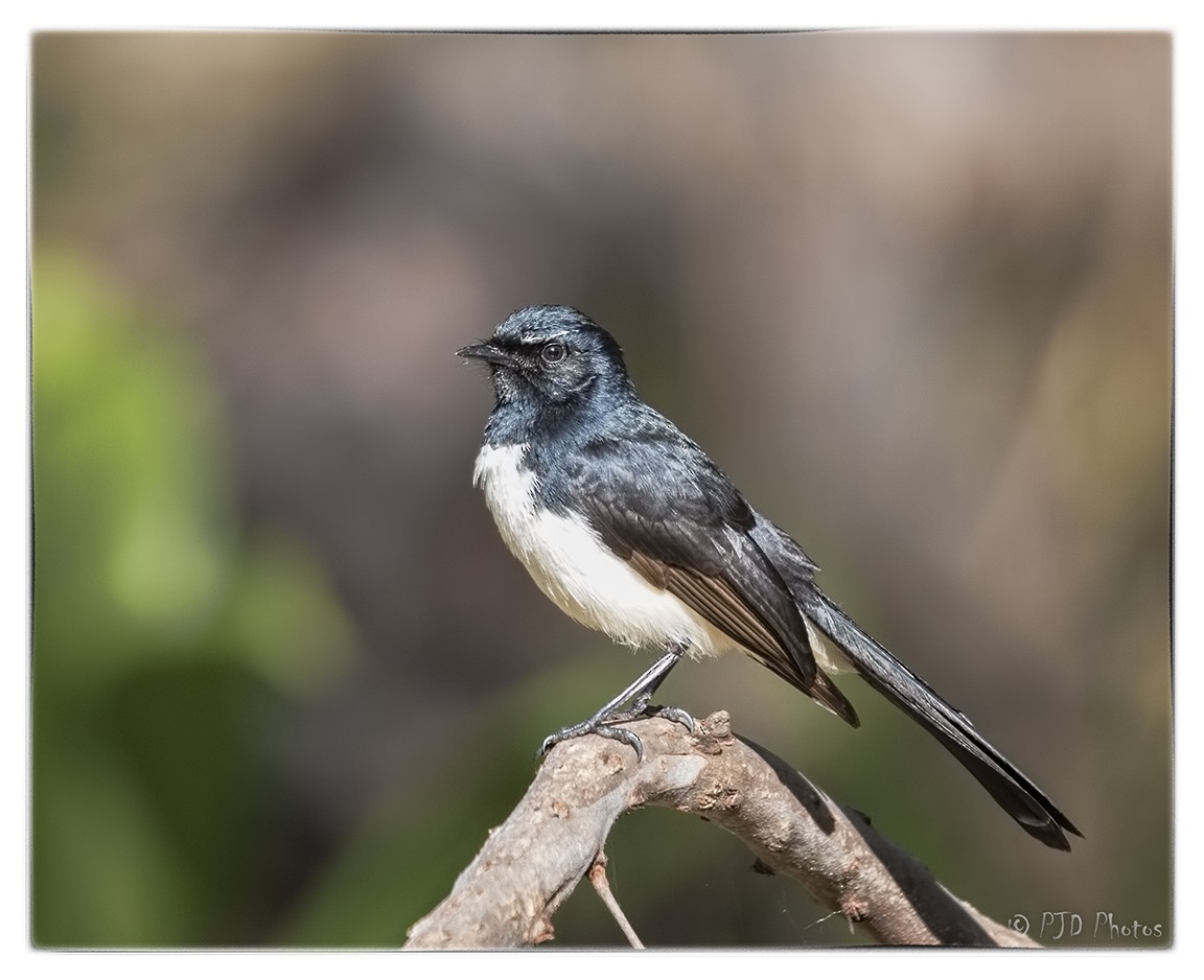 Willie-wagtail - ML61585171