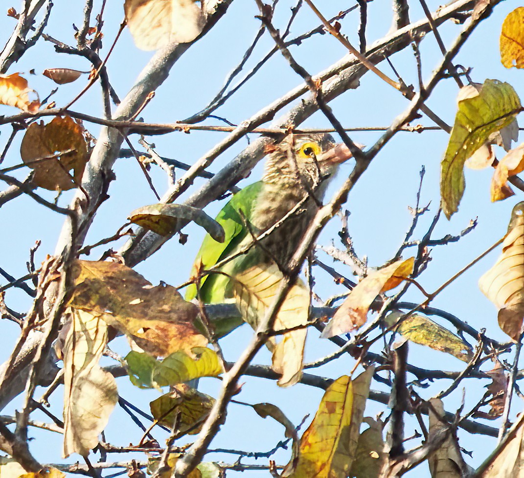 Lineated Barbet - DAB DAB