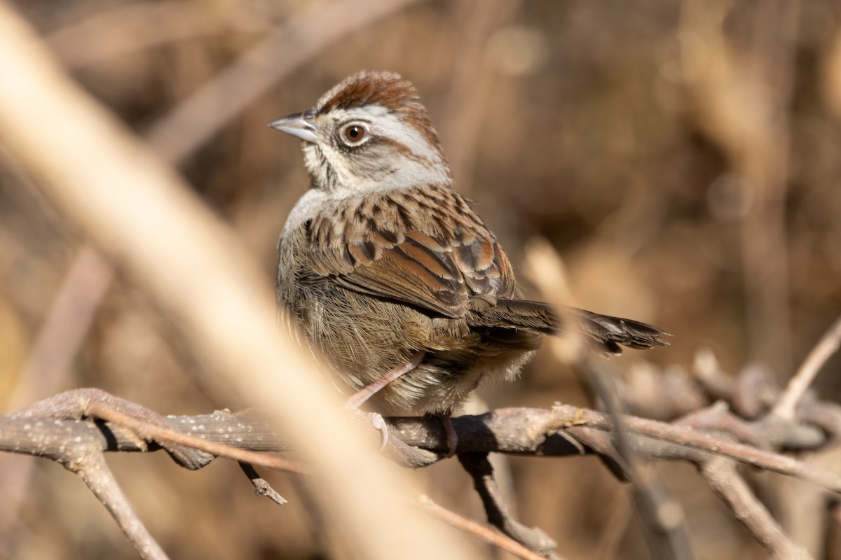 Oaxaca Sparrow - ML615851734