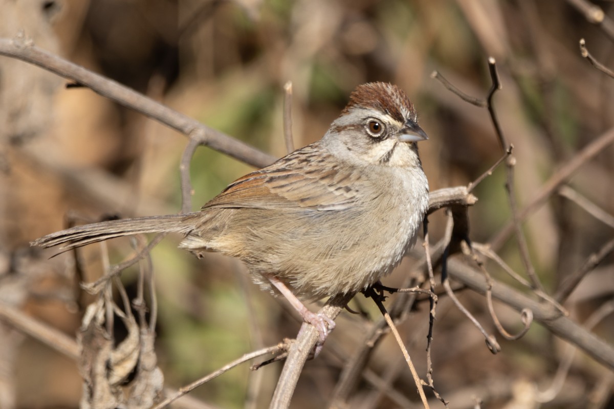 Oaxaca Sparrow - ML615851748