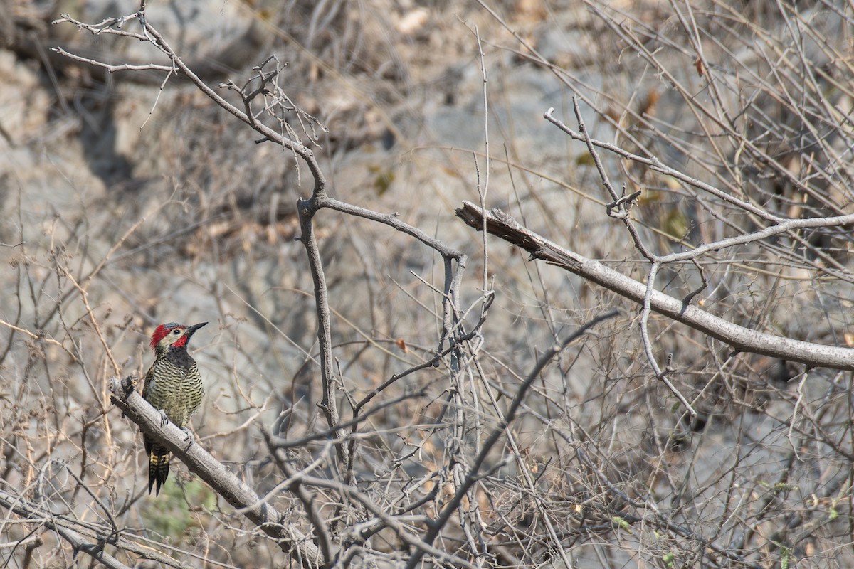 Black-necked Woodpecker - ML615851756
